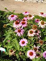 Echinacea purpurea 'Prairia Splendor' (2) (Photo F. Mrugala)